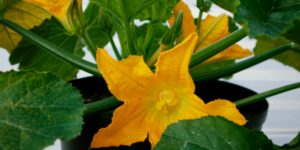 Scopri di più sull'articolo Focus di Maggio: Fiori di Zucca