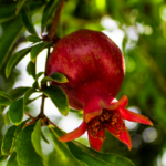 Focus di Novembre: Melagrana