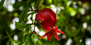 Scopri di più sull'articolo Focus di Novembre: Melagrana