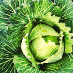 Focus di Dicembre: Verza