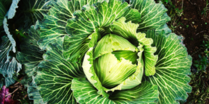 Scopri di più sull'articolo Focus di Dicembre: Verza