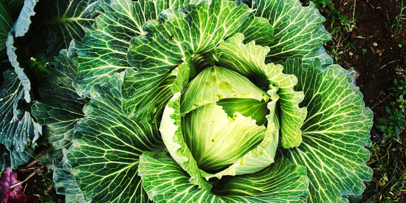 verza-di-stagione-verdura