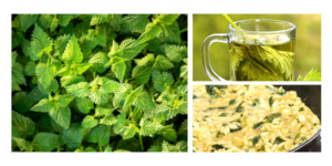 Scopri di più sull'articolo Focus di Aprile: Ortica