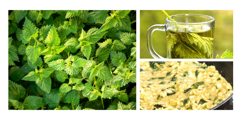 Focus di Aprile: Ortica